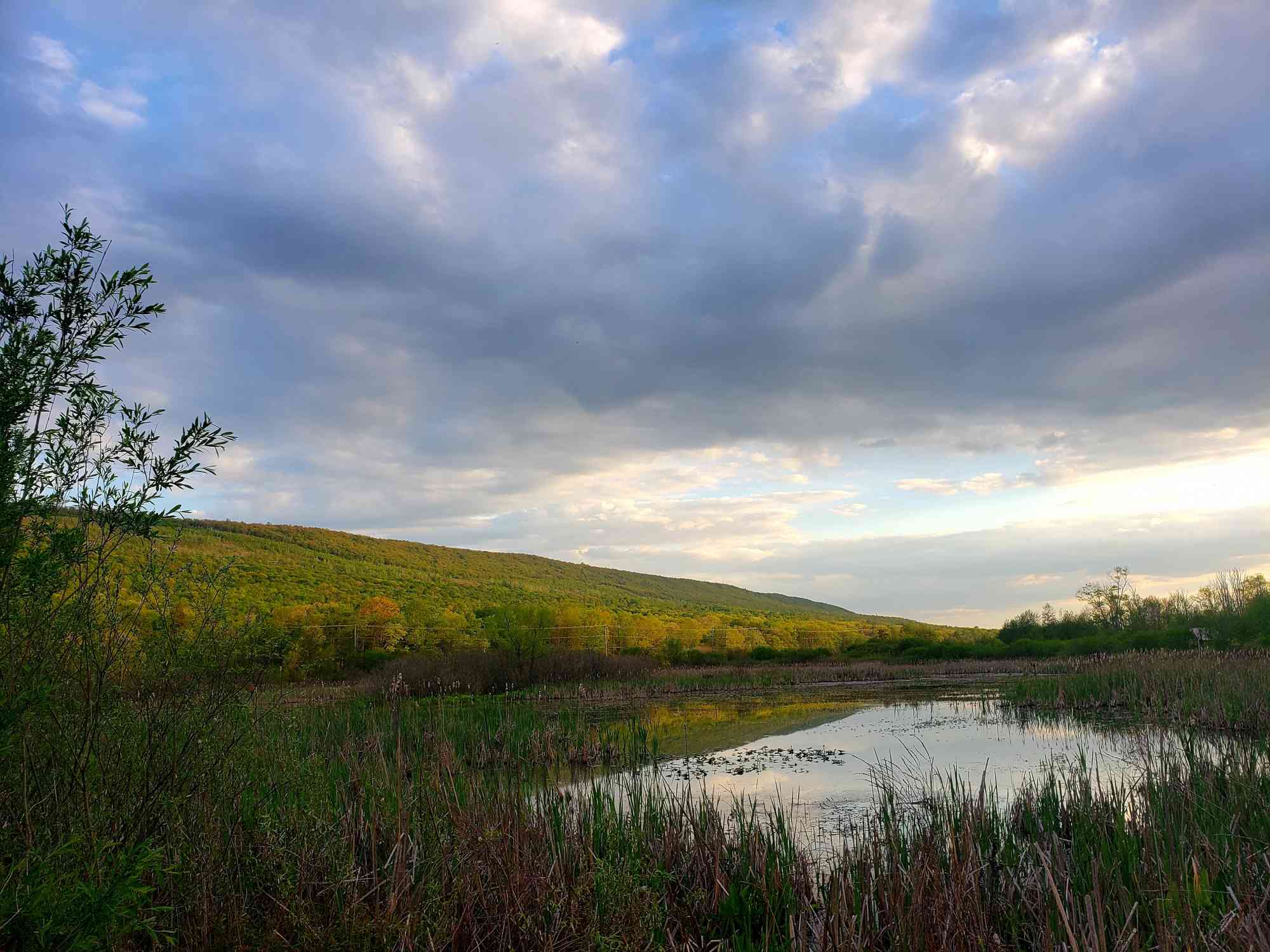 Soaring Eagle Wetlands