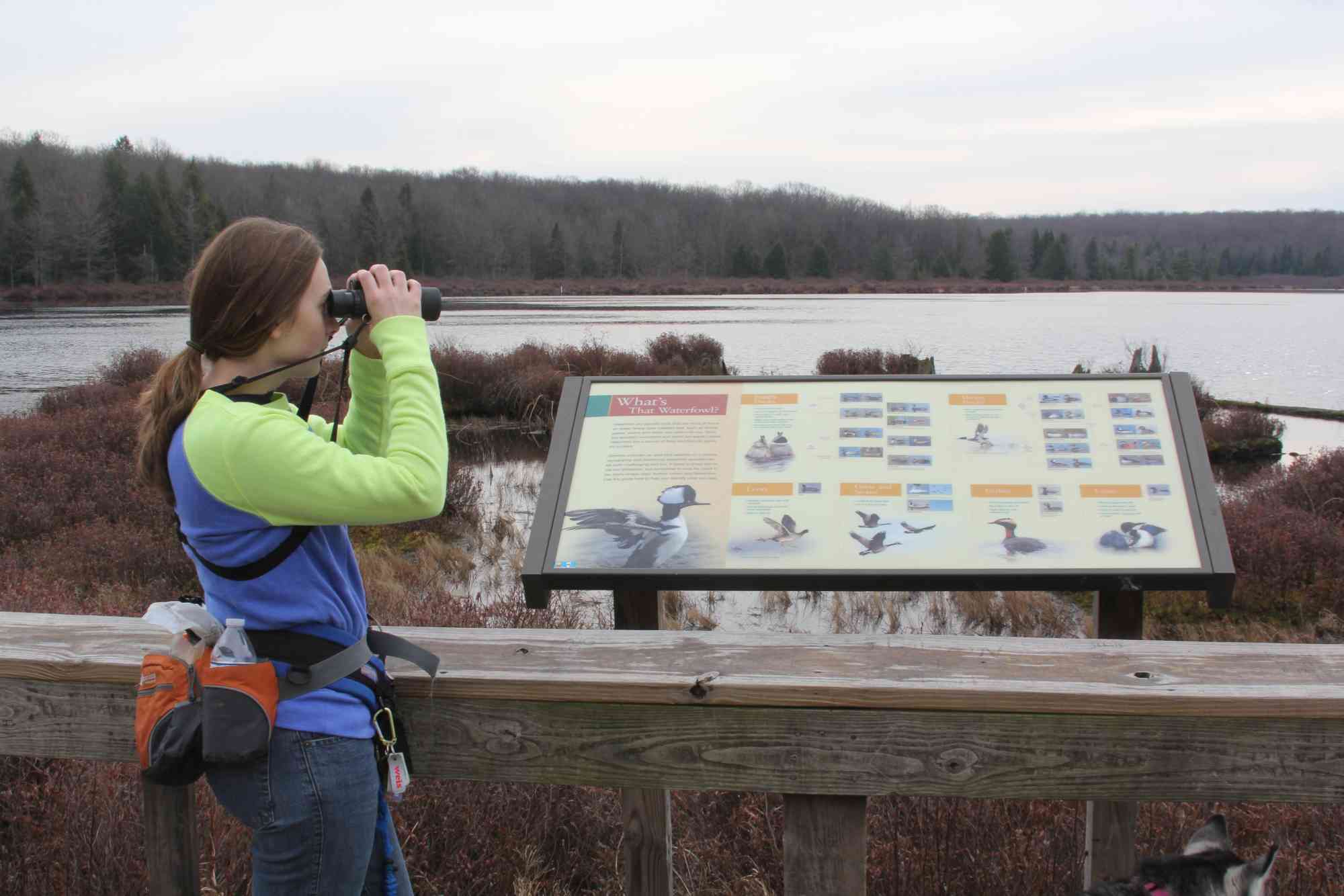 Lindera birding Bog Trail NALE