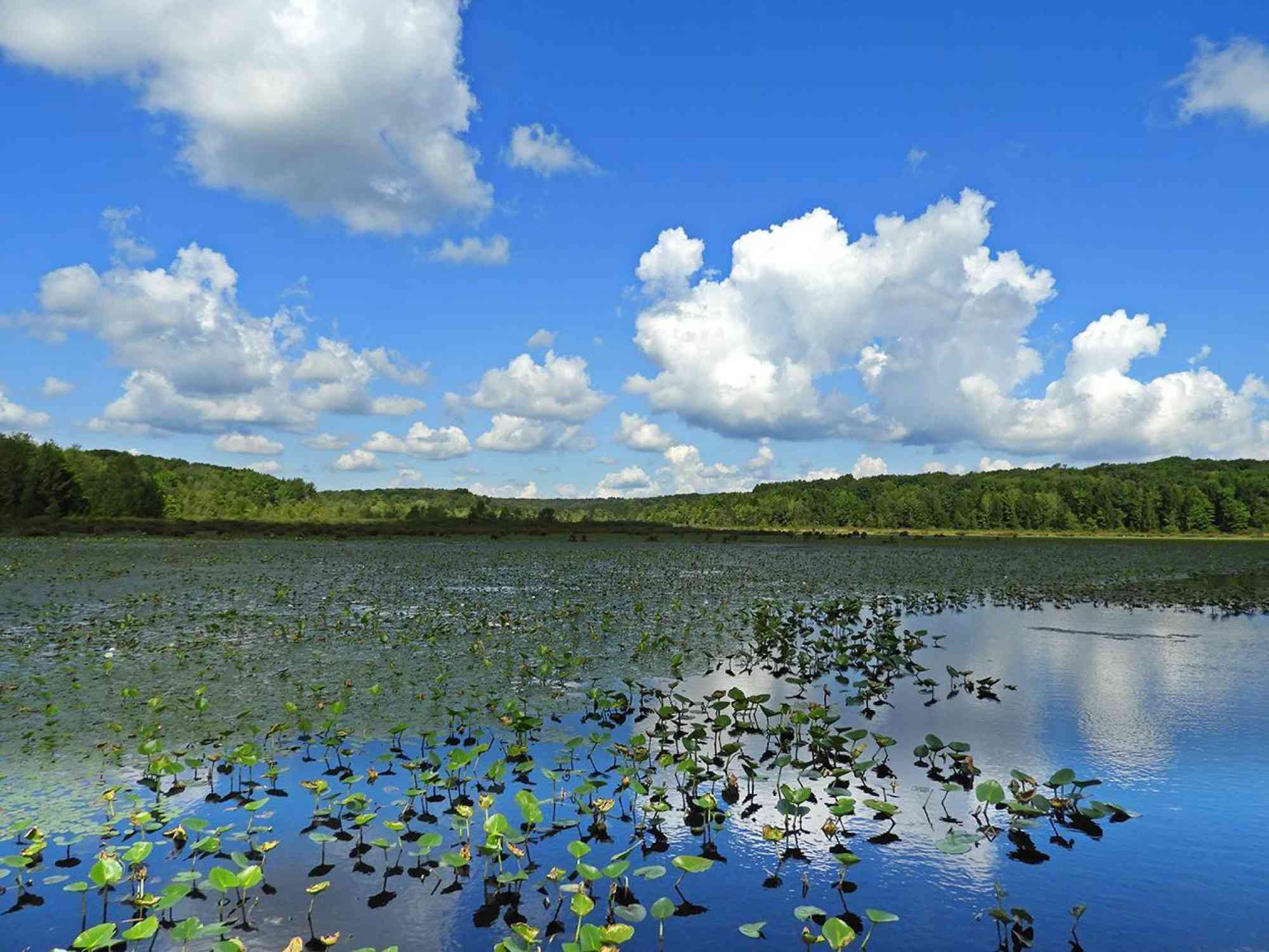 Black Moshannon Lake Philipsburg