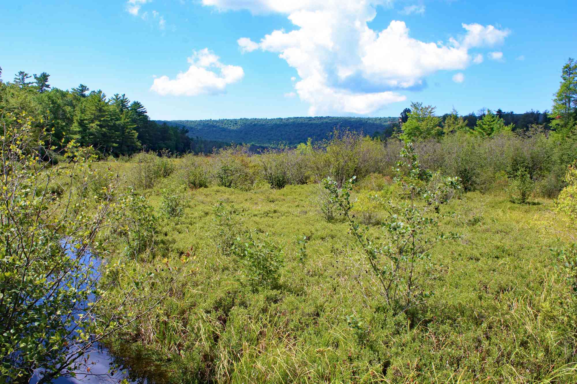 Bear Meadows Bog 3266 ps mf 2