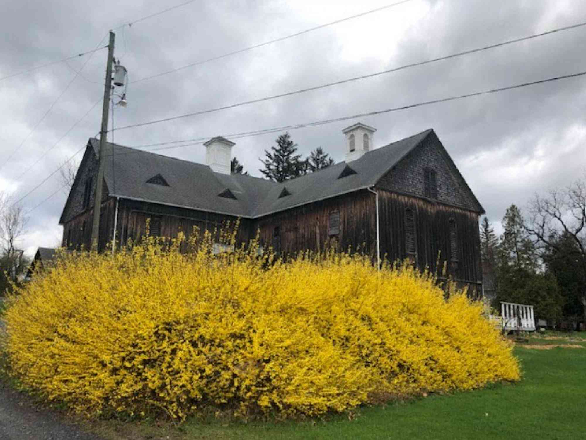 Bob Cameron Barn with Forsythia