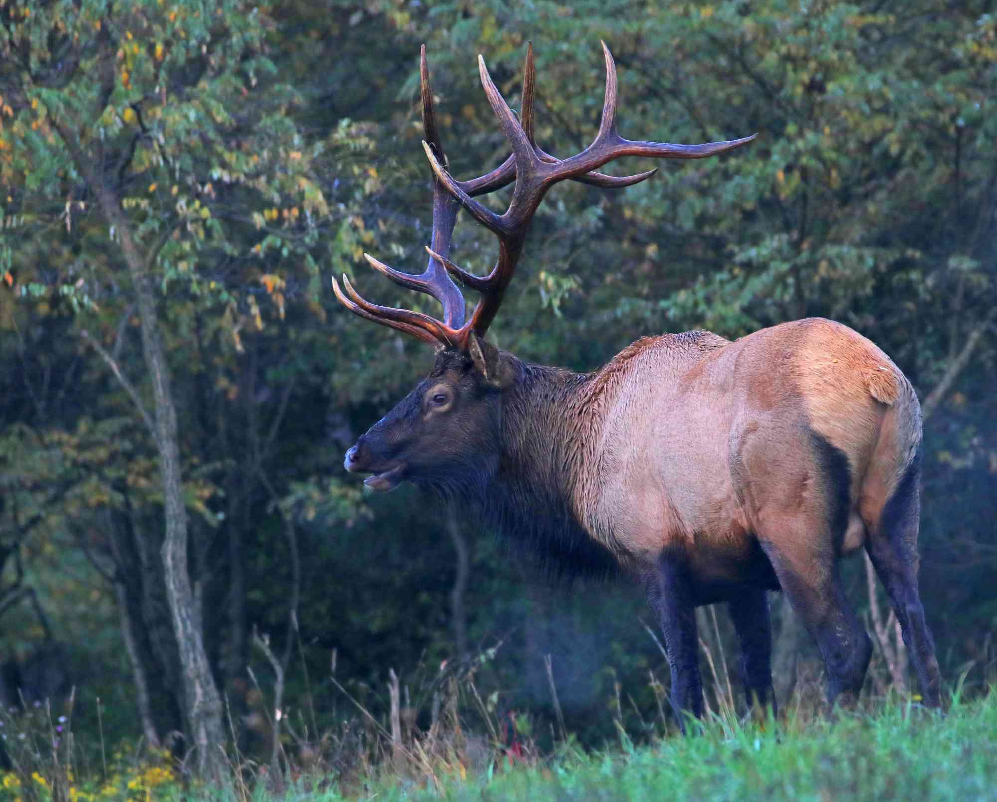 Bull Elk 6194 ps 8x10 mf