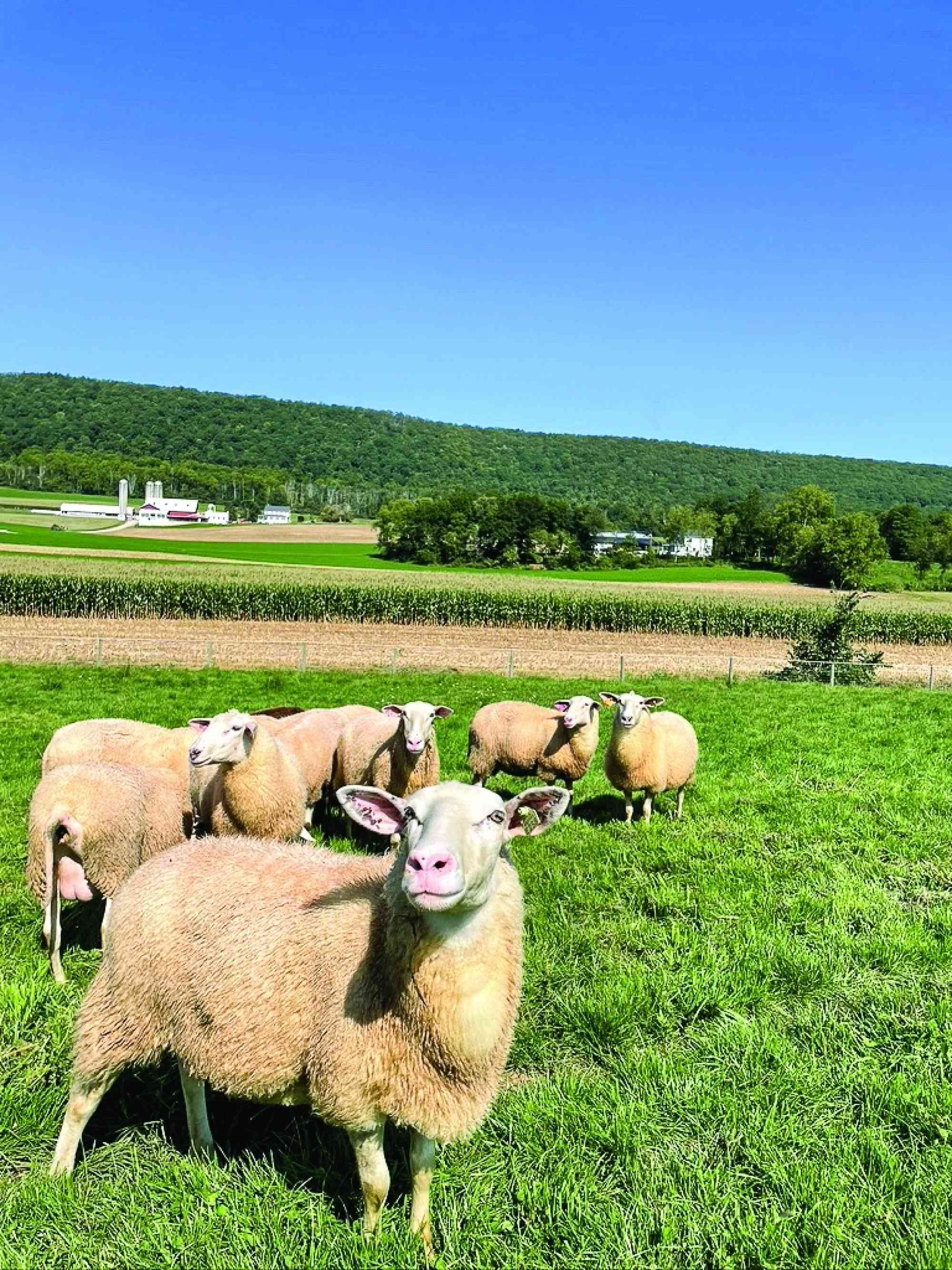 Field_Sheep