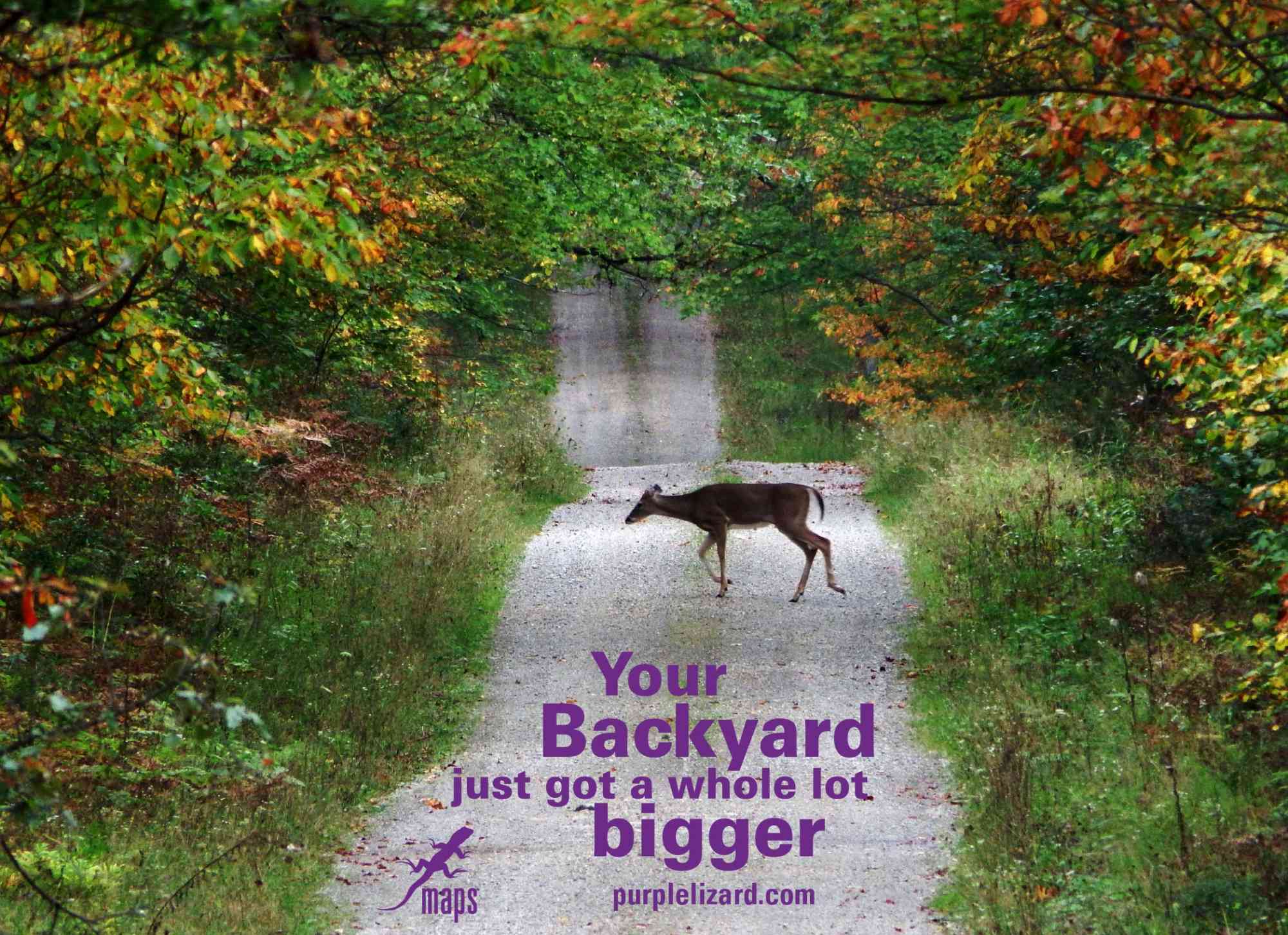Deer on road MQ Bigger Backyard ads