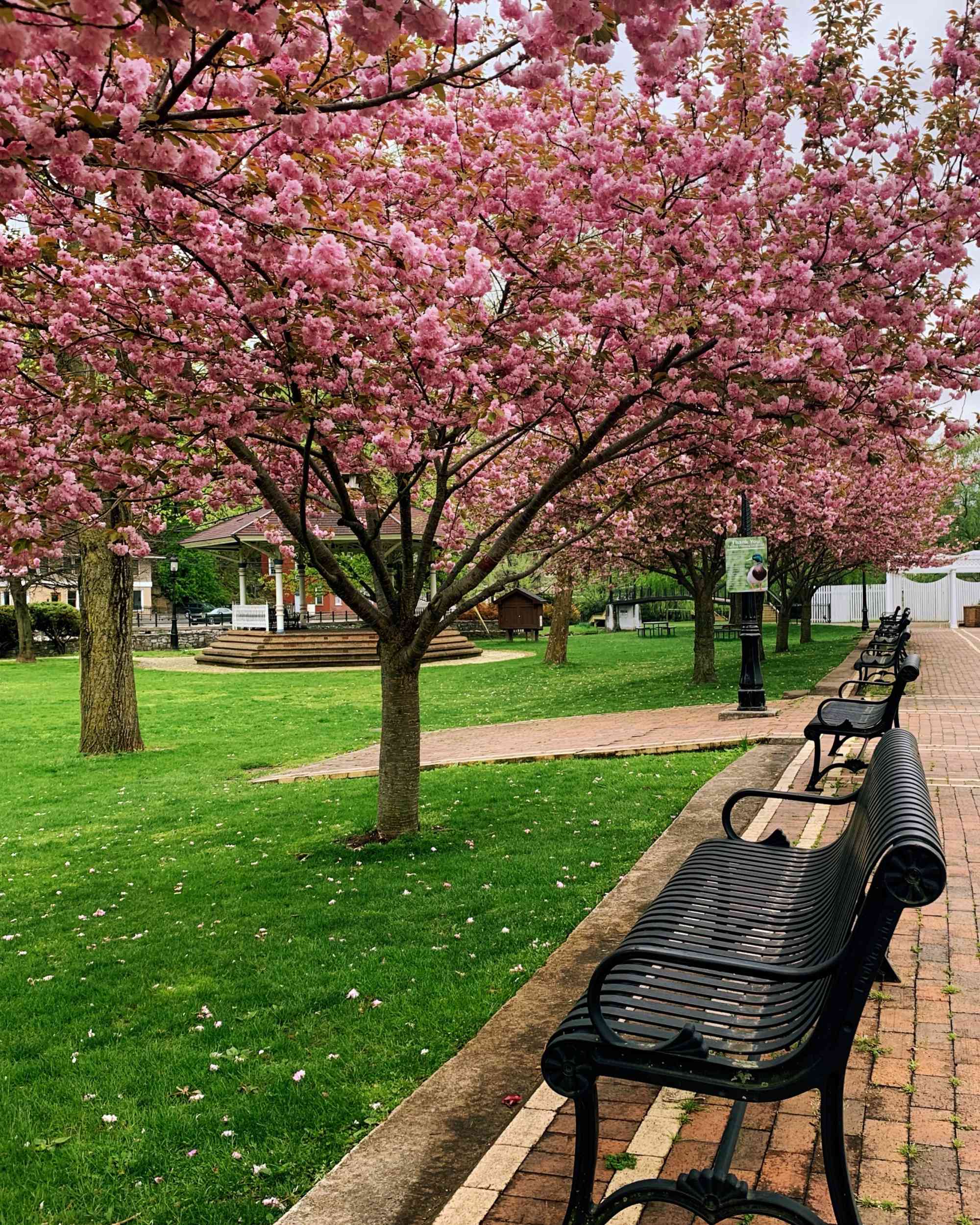 Bellefonte_trees