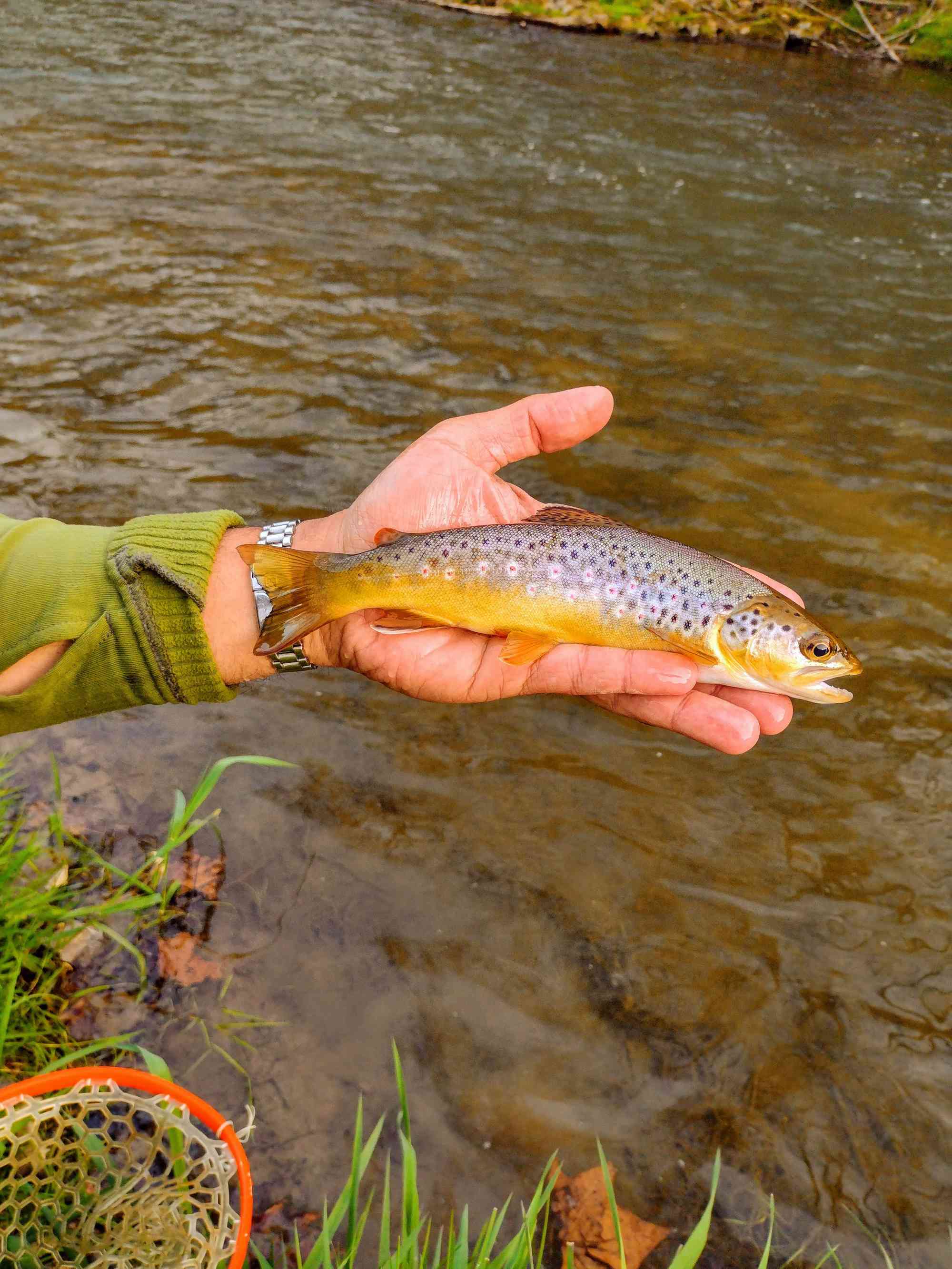 The Field & Stream Fly Fishing Handbook (Field & Stream Hunting and Fishing  Library)