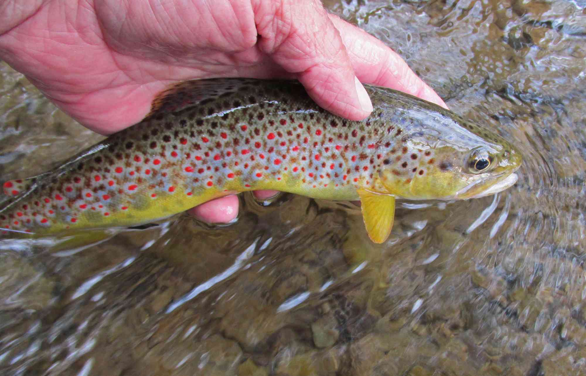 Releasing 11 inch Wild Brown Trout 1833 ps c NALE