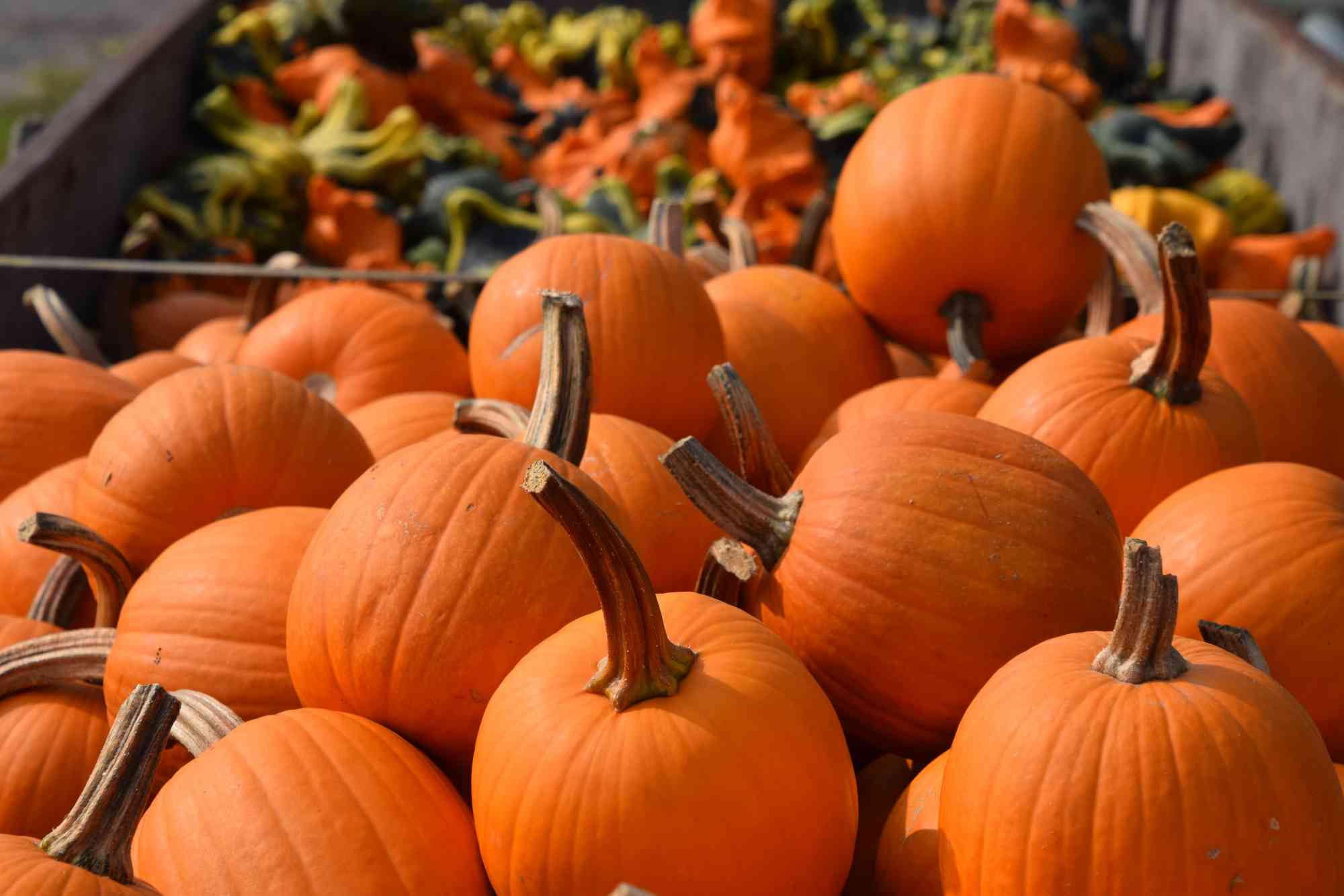 Wasson Farm Market Pumpkins ecs DSC 0318