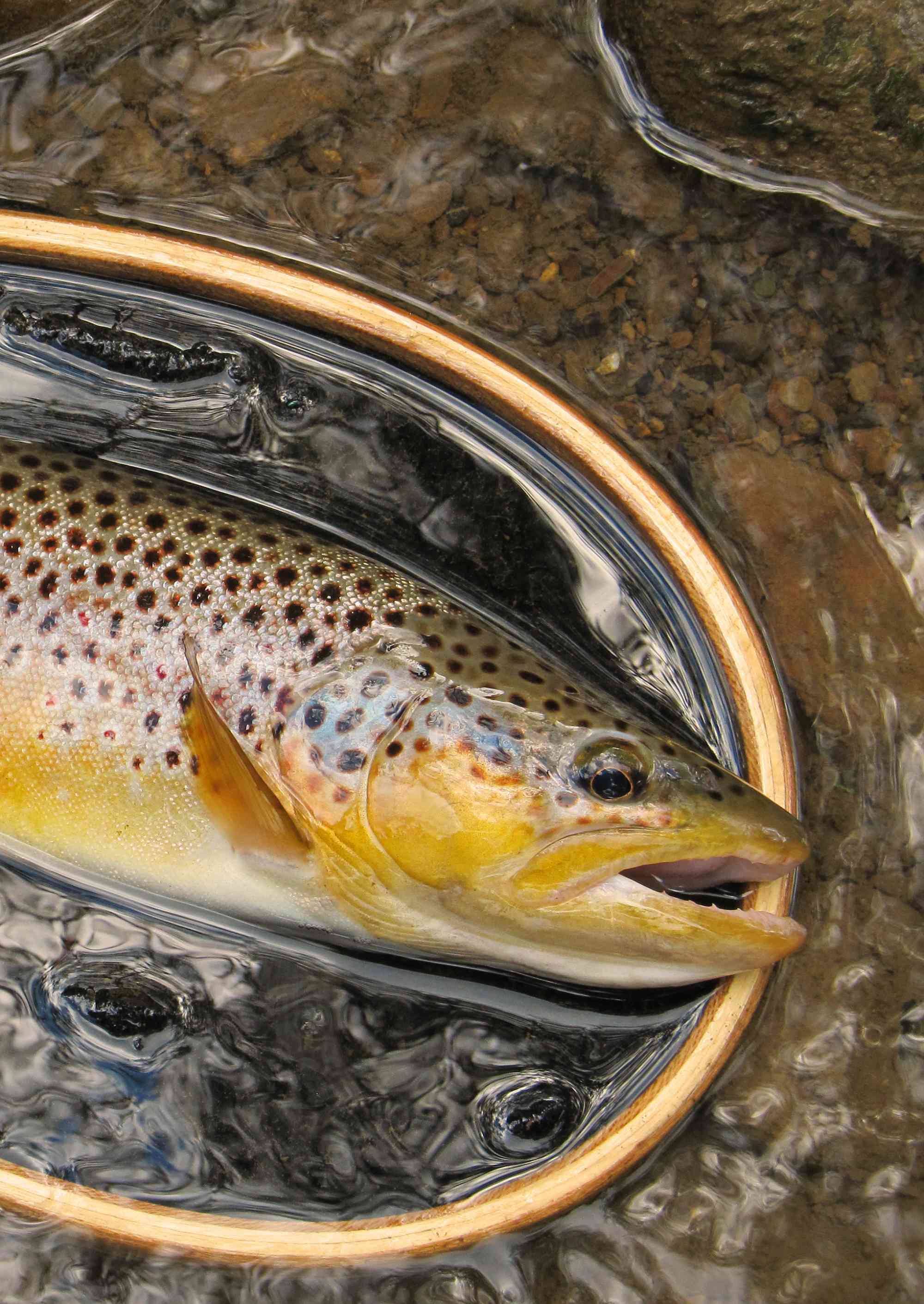 Where are the trout? – The Aylmer Express