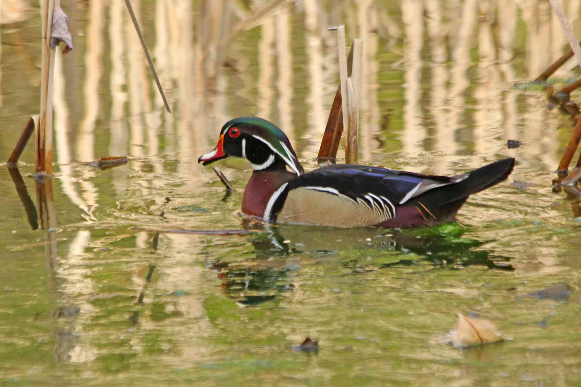 Wood Duck 262 ps 8x12