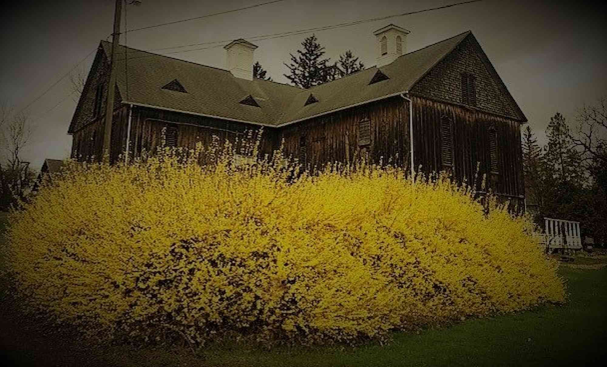 Boal barn theatre forsythia 2