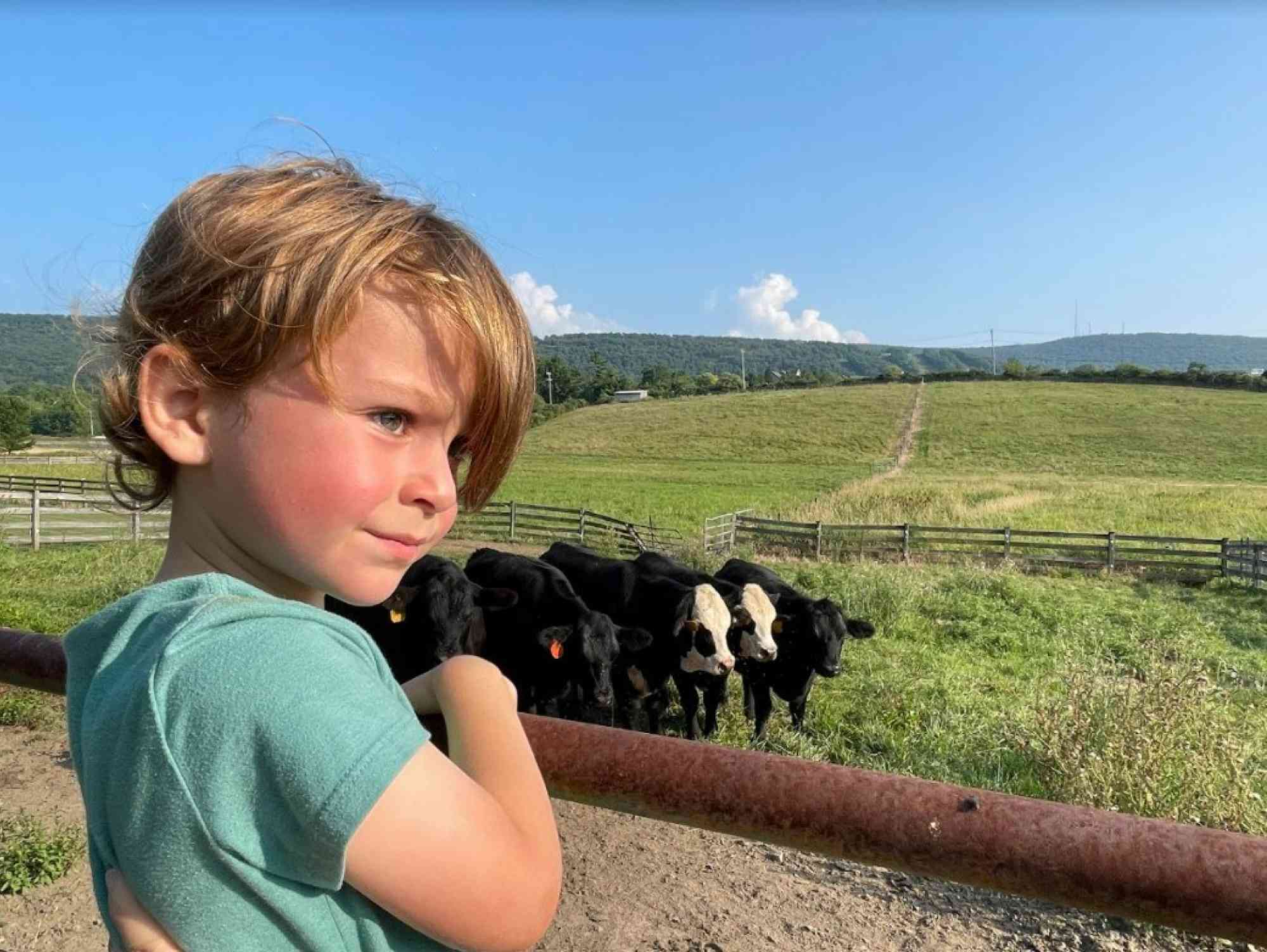 Boy with cows
