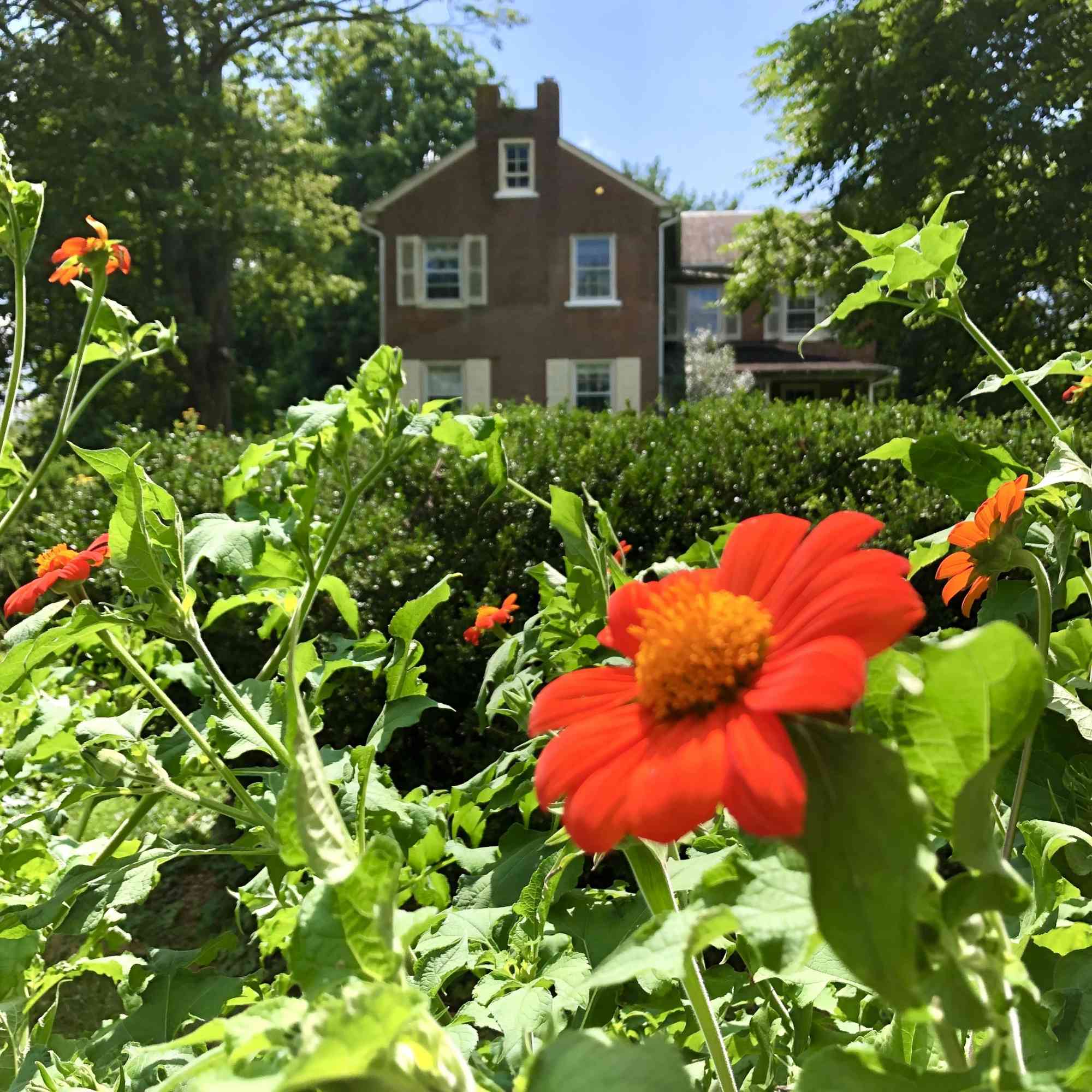 Rhoneymeade house tithonia full