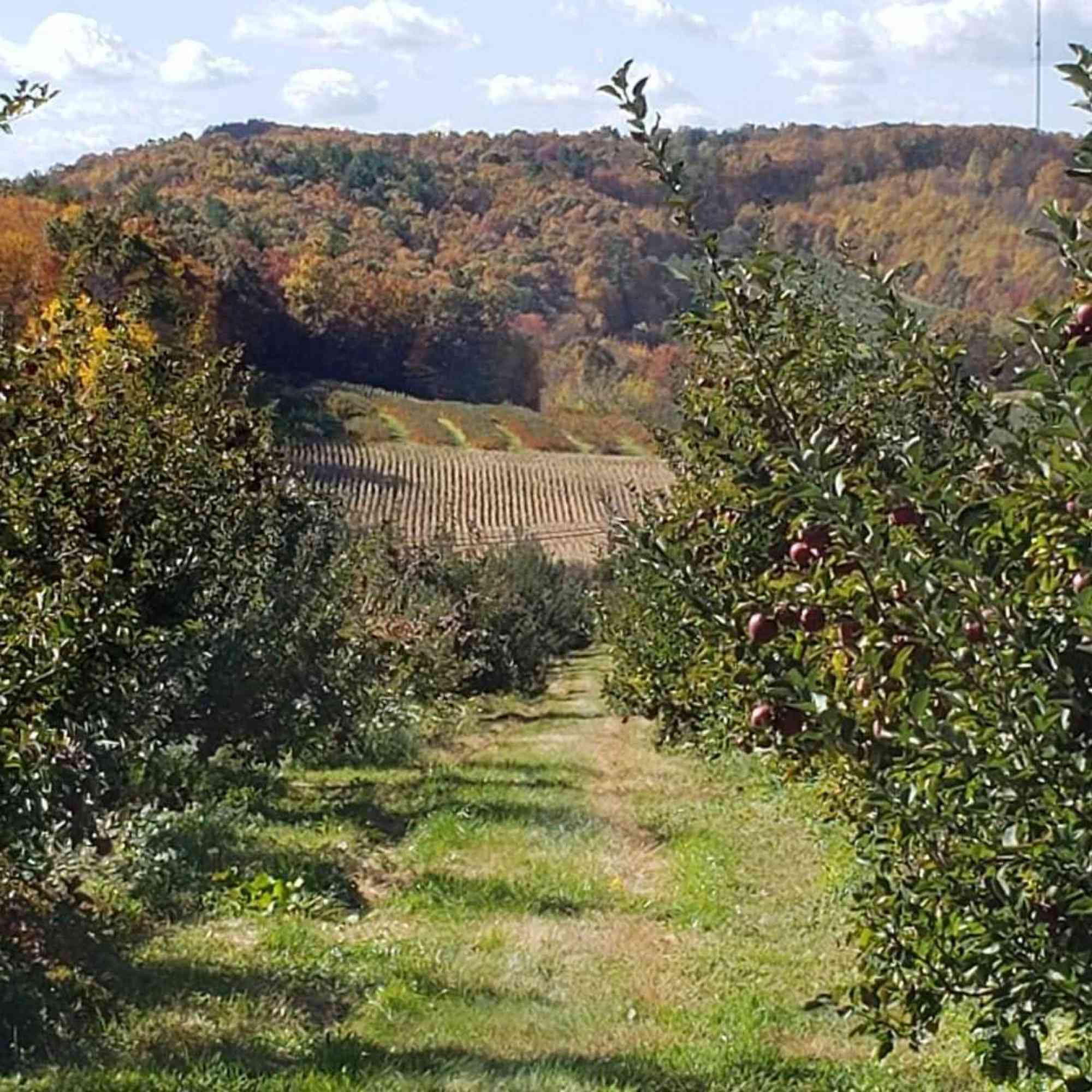 Way Fruit Farm_orchard