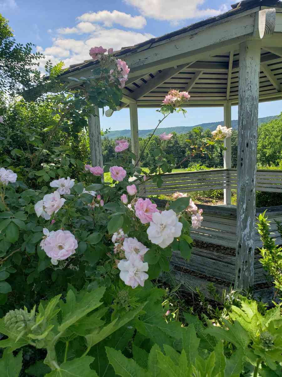 rhoneymeade gazebo