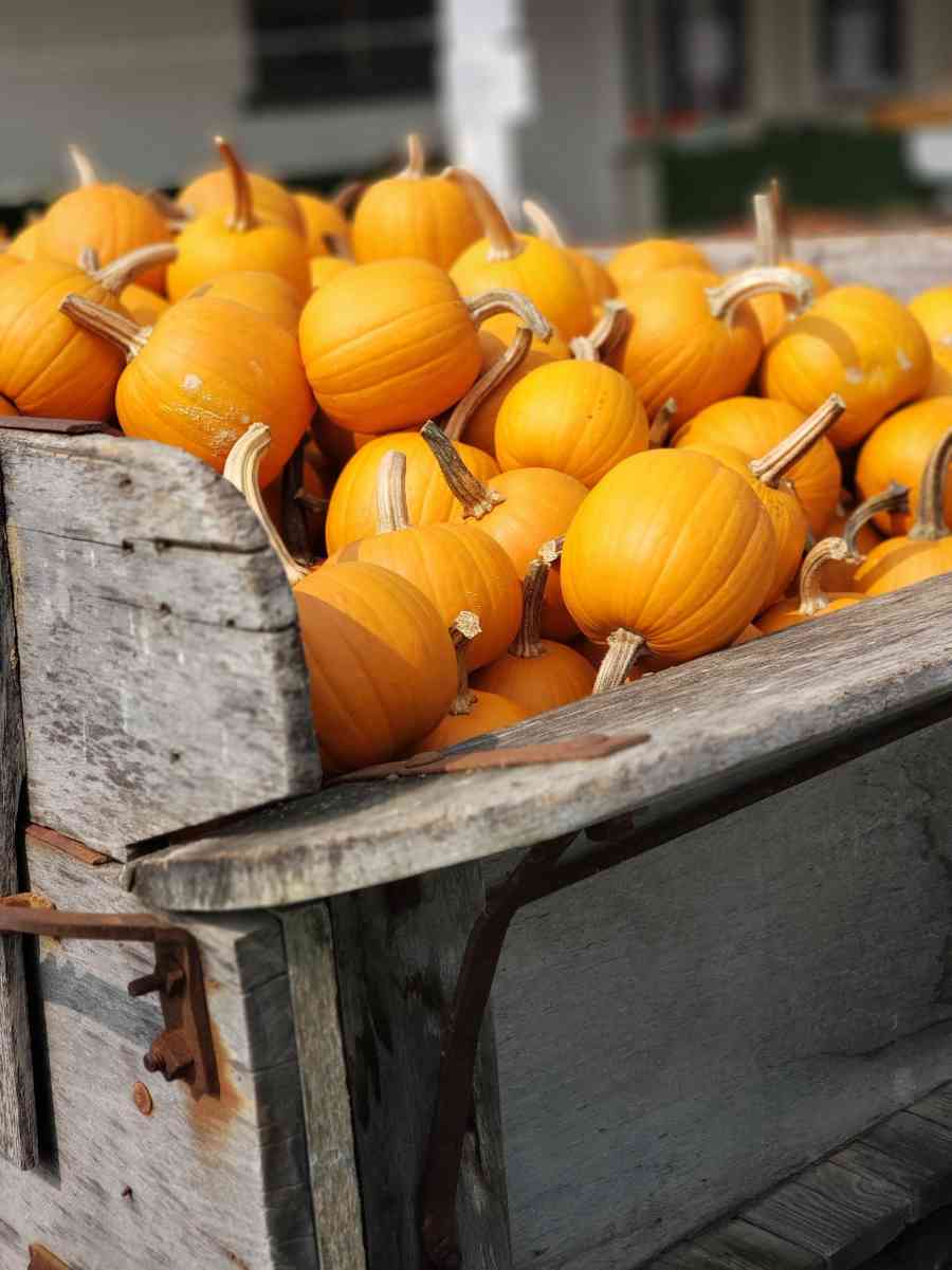 Wasson pumpkins
