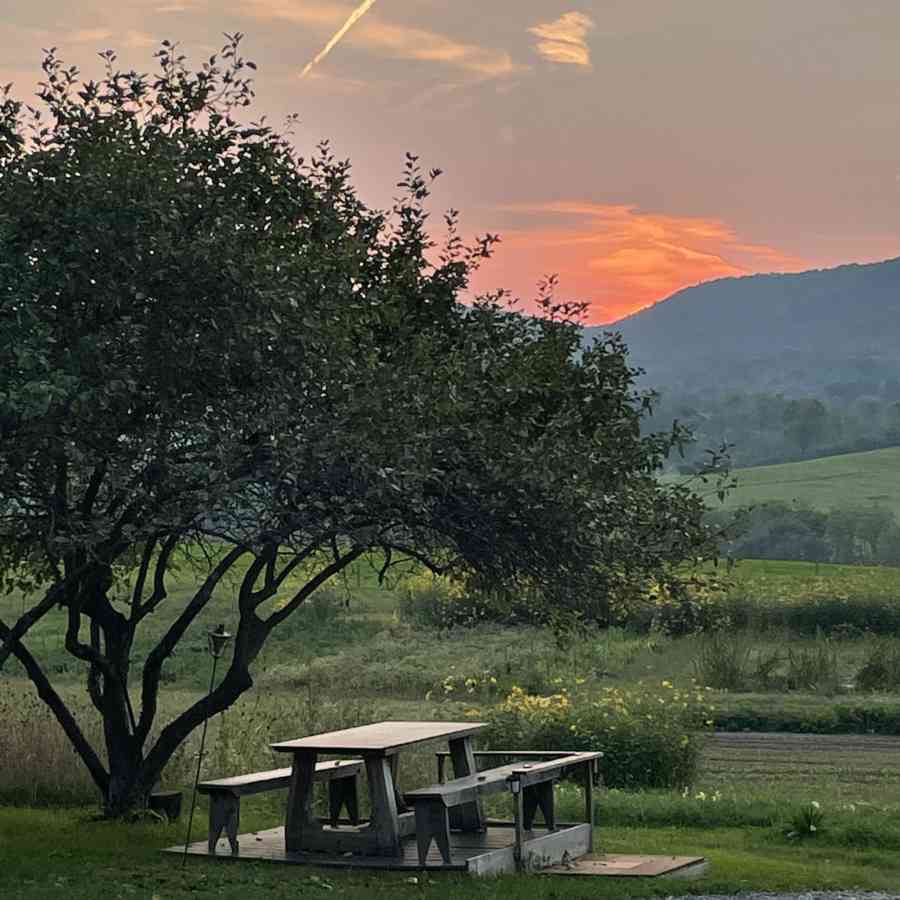 Sunset over tree table