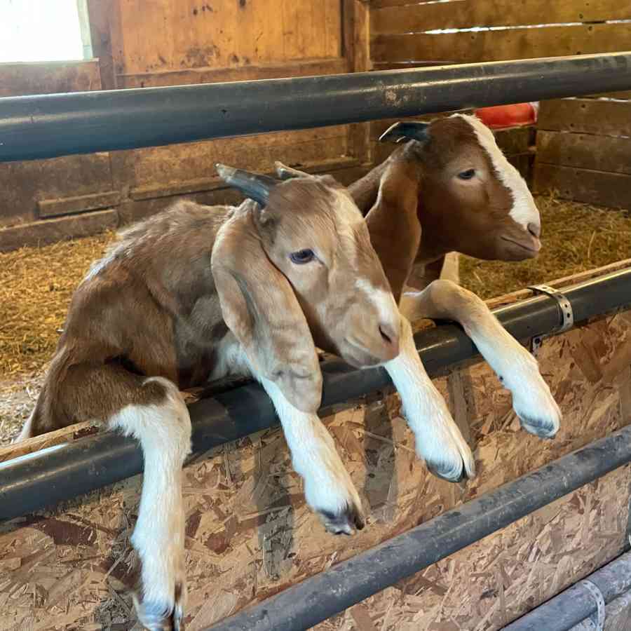 Goats