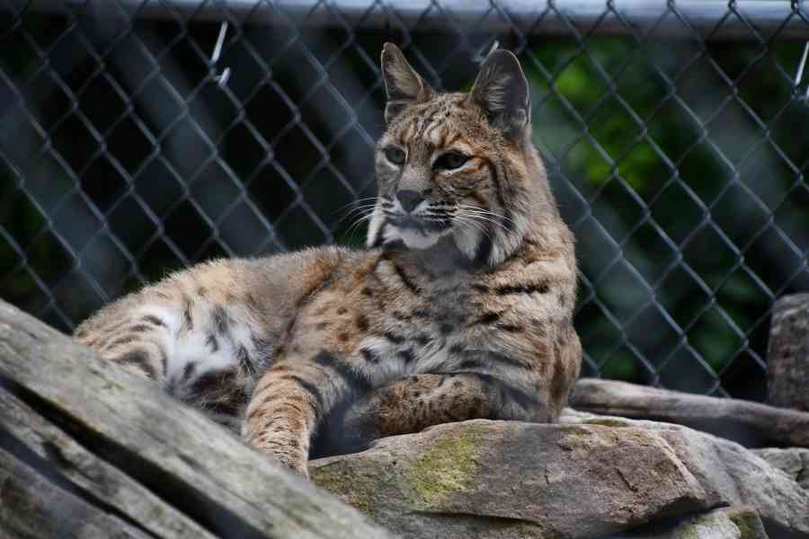 Penns Cave Wildlife Park ECS DSC 1162