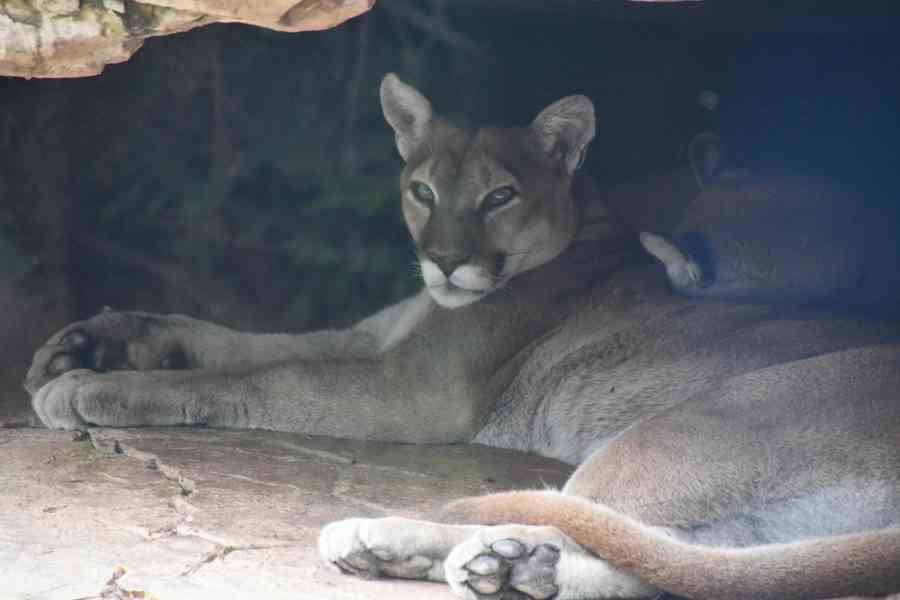 Mountain Lion at Penns Cave