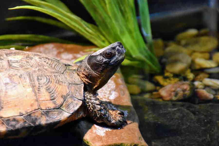 Shavers Creek Wood Turtle