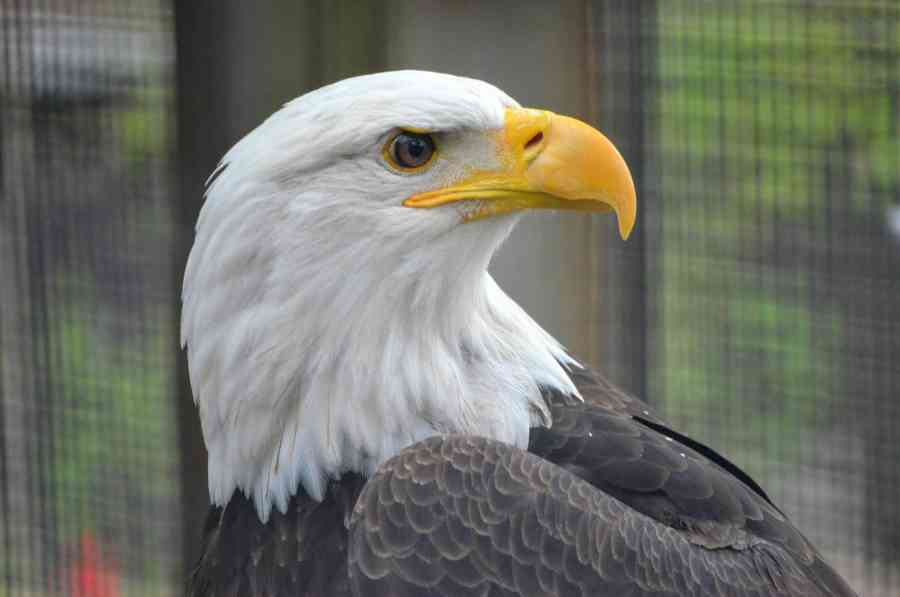 Shavers Creek Charles Bald Eagle