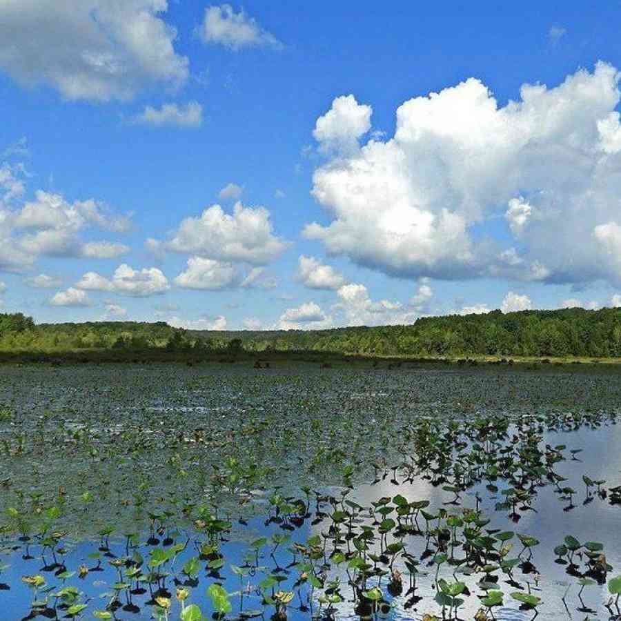 Black Moshannon Lake Philipsburg