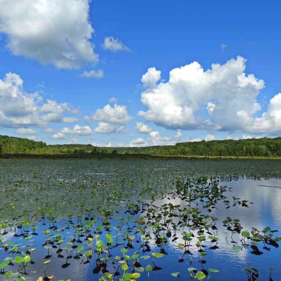 Black Moshannon Lake Philipsburg