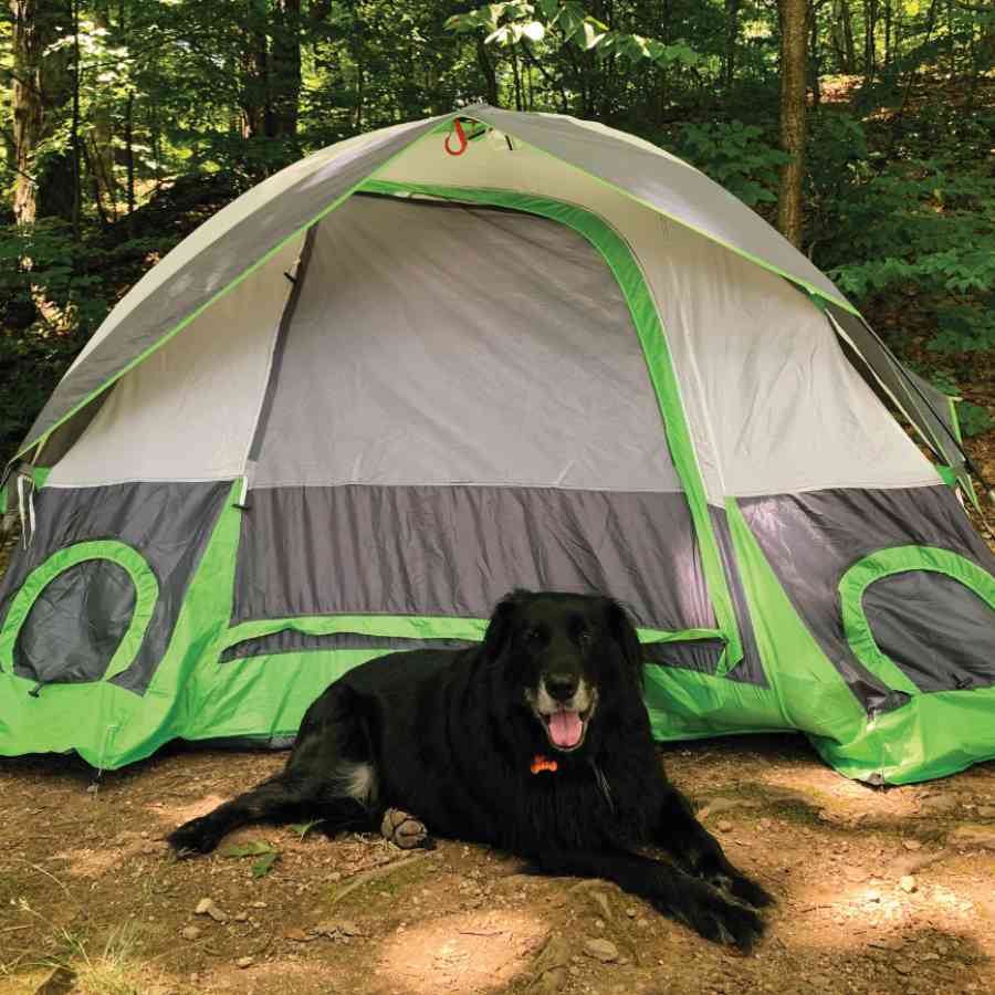 Camping_dog
