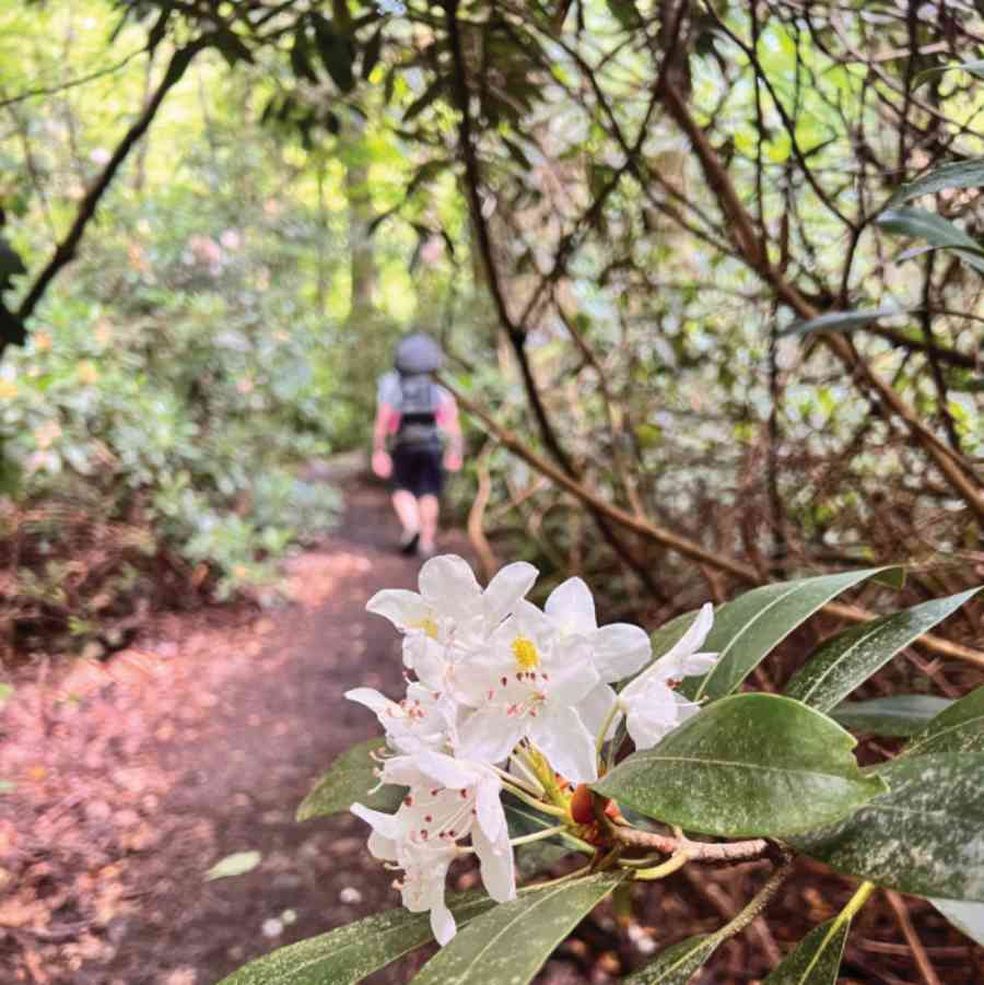 Hiking_path_flower_person