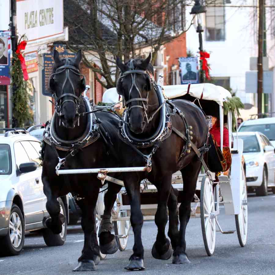 Horse Drawn Carriage 2