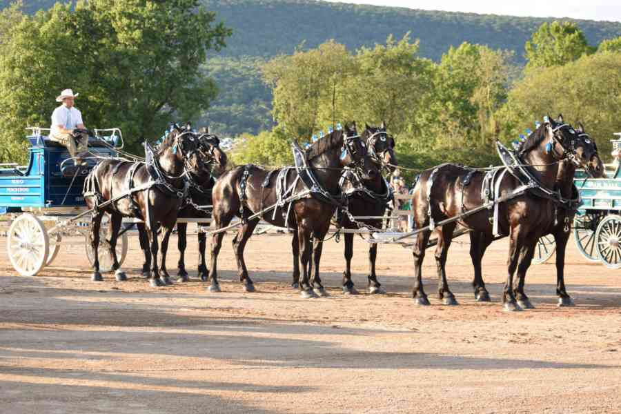 Grange Park Draft Horse Show