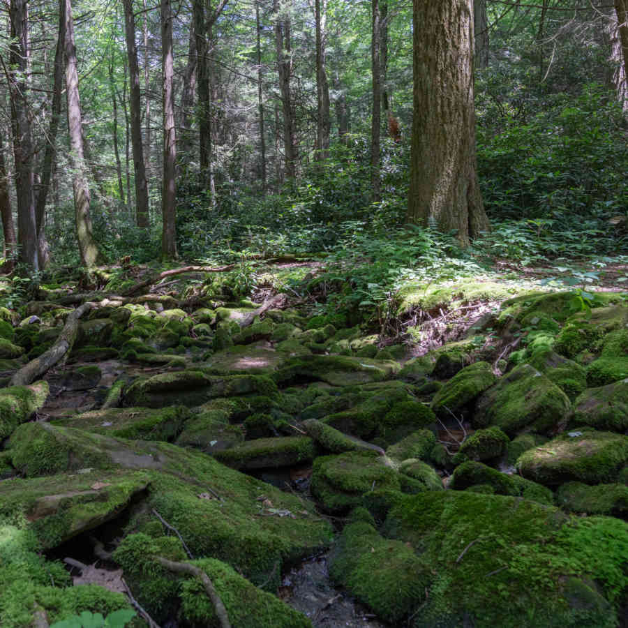 Anna Cook Mossy Rocks