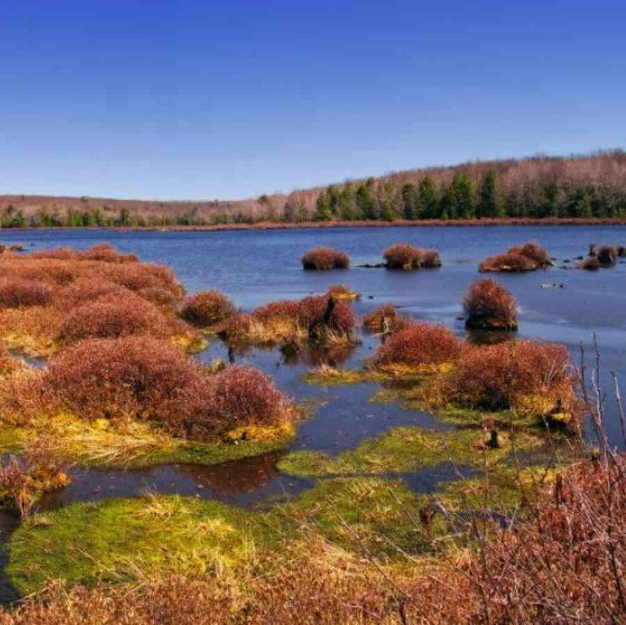 Black Moshannon Lake screen shot Nicholas A Tonlli