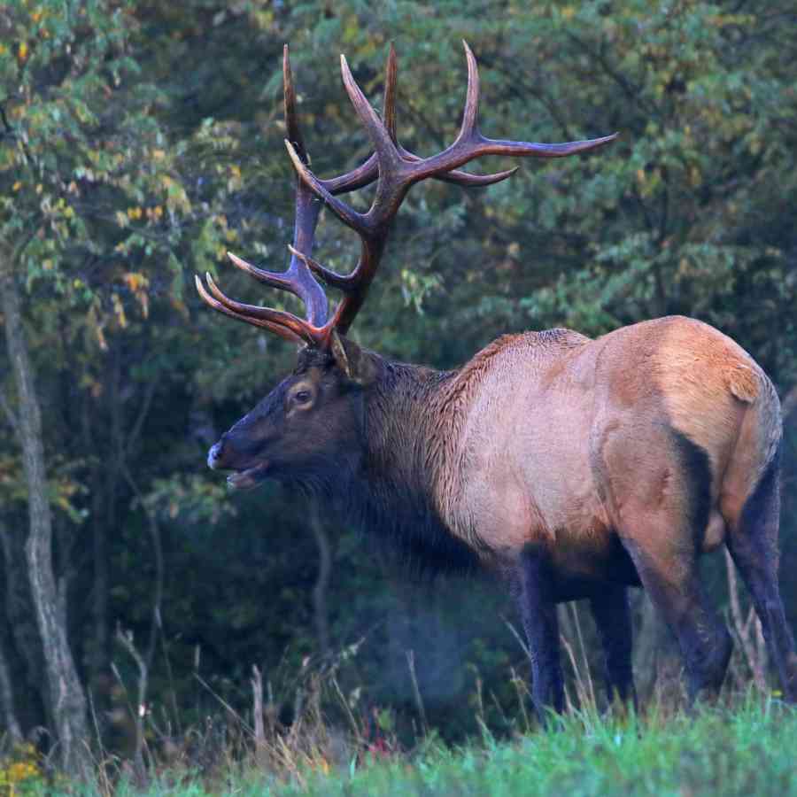 Bull Elk 6194 ps 8x10 mf