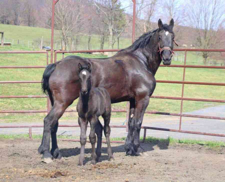 amish breeding program