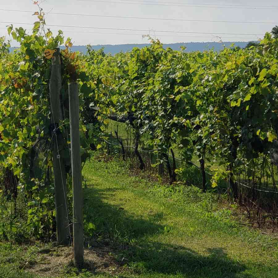 Happy Valley Winery 1