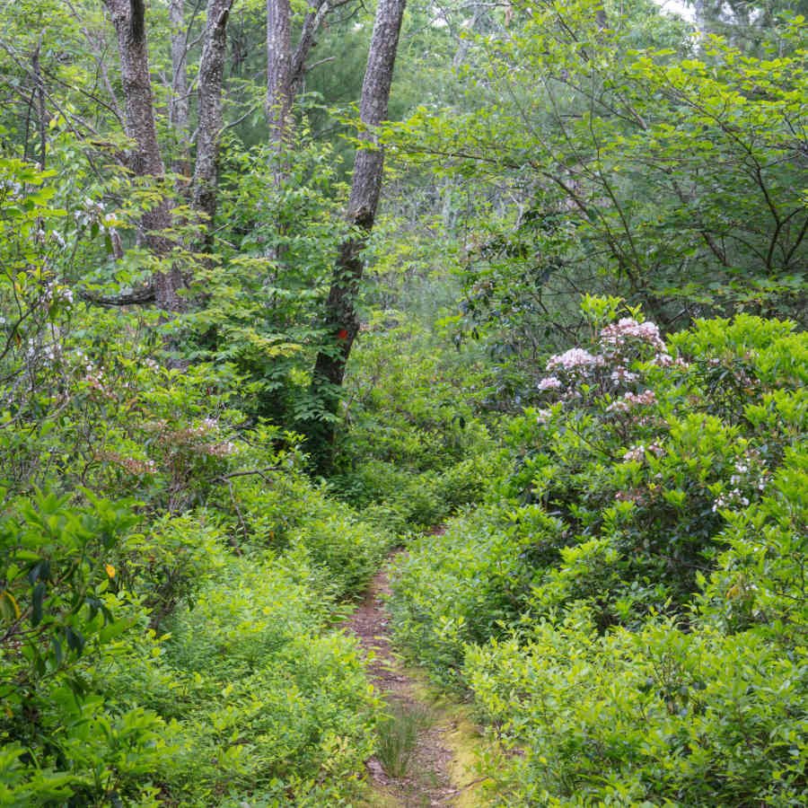 Mid State Trail in Rothrock State Forest 3694