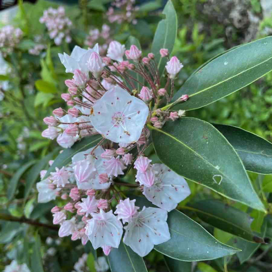 Mountain Laurel