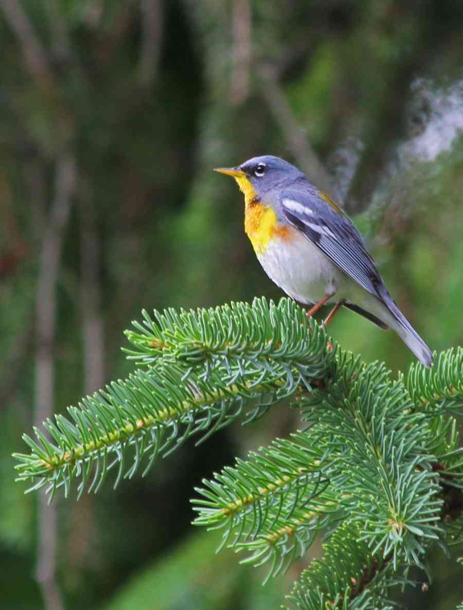 Bird_Northern Parula 30ps c2 Mark Nale