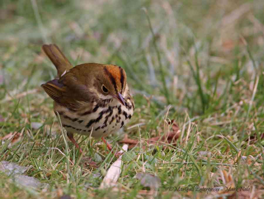 Bird_Ovenbird 928 ps cr Mark Nale