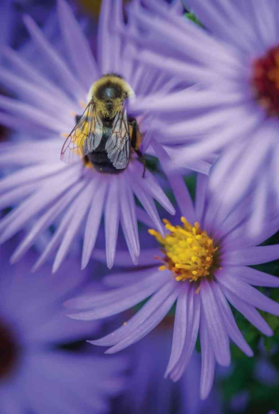 Pollinator and Bird Garden 3370 Rob Cardillo