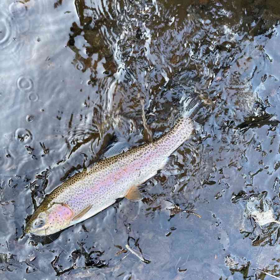 Rainbow trout