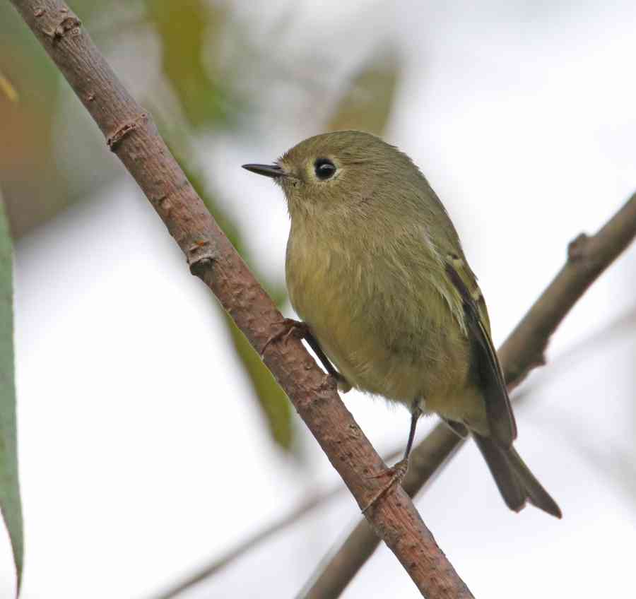 Ruby crowned Kinglet 0481 ps c