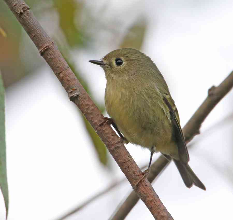 Bird_Ruby crowned Kinglet 0481 ps c