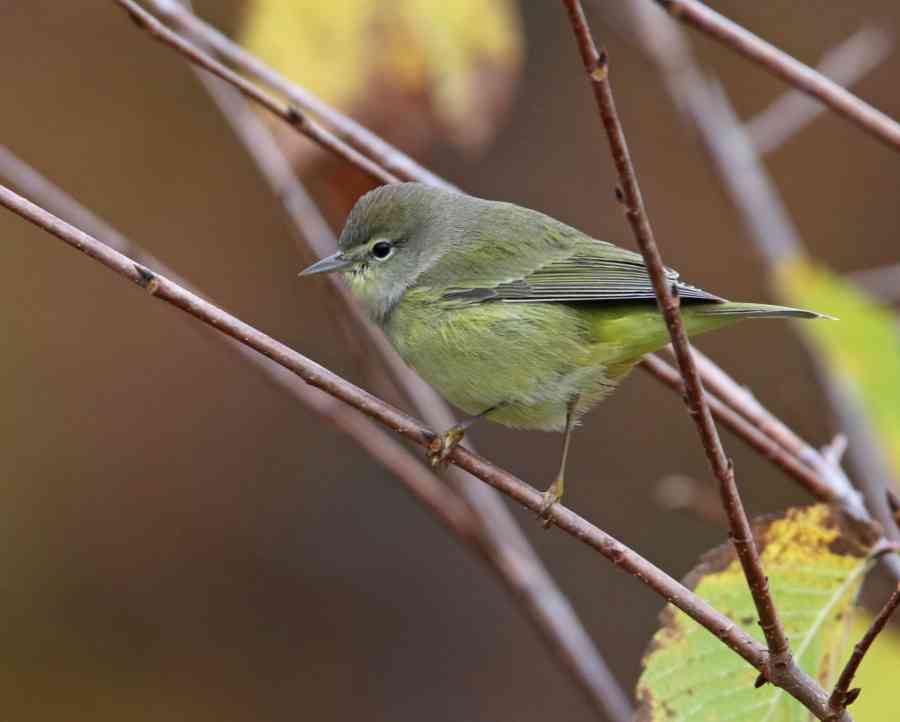 Bird_Tennessee Warbler 6943 ps 8x10