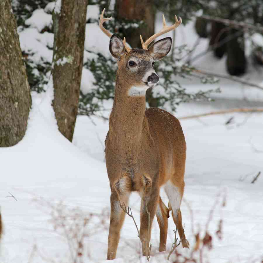 White tail deer 8 point in snow 7352 ps 1