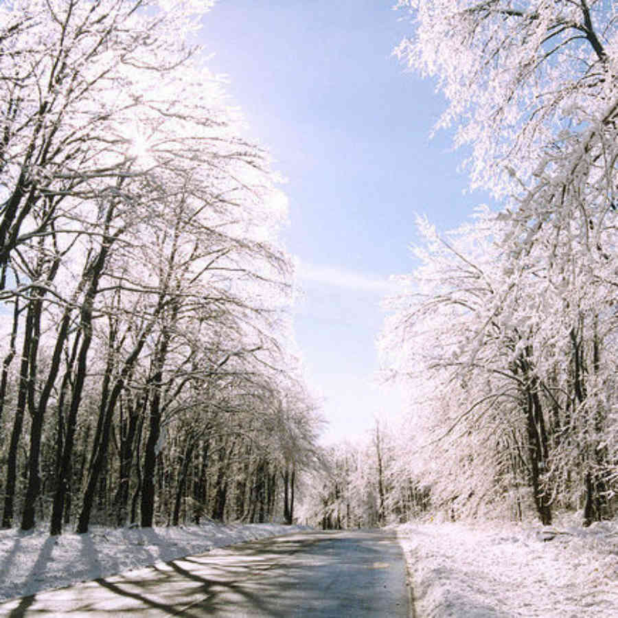 Winter Trees Lane in The Alleghenies