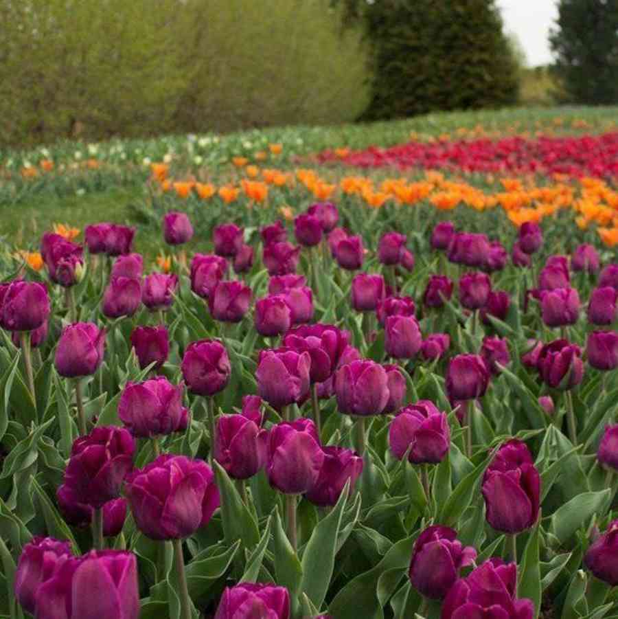 Arboretum flowers