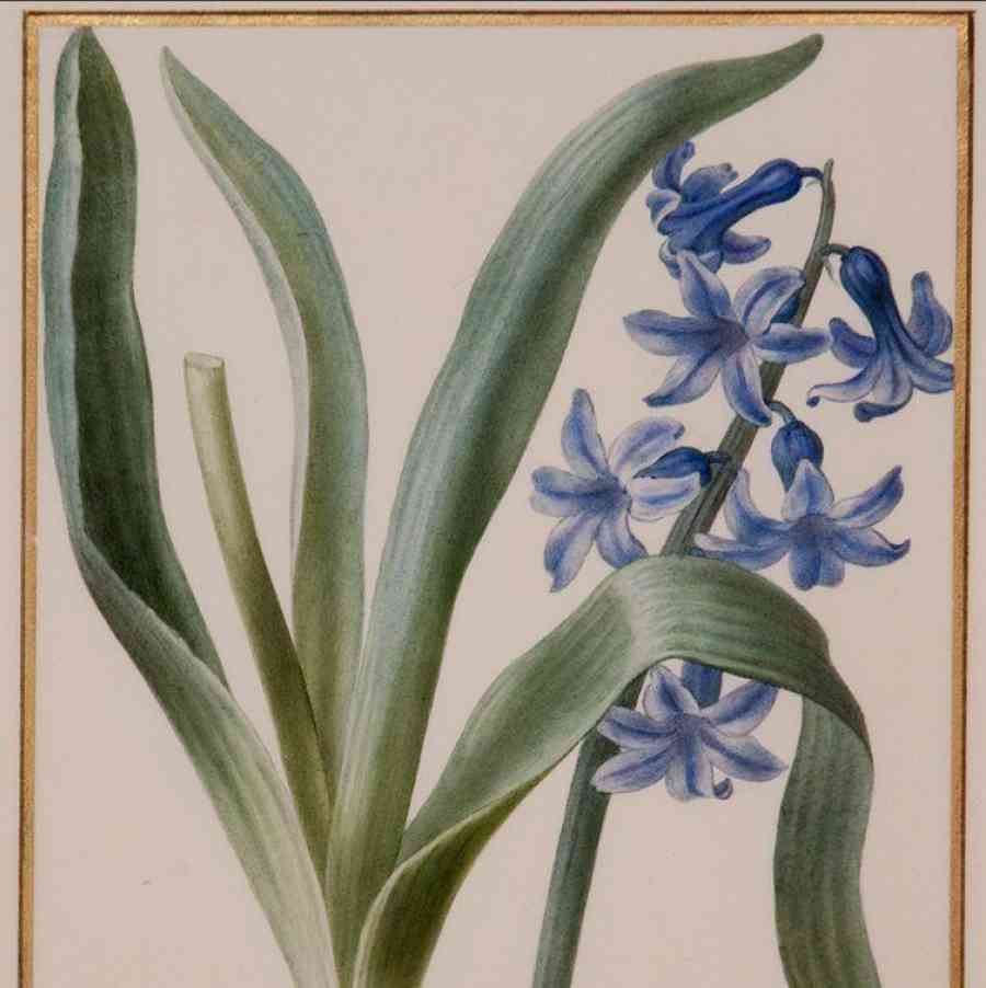 Pancrace Bessa (French, 1772–1846), Hyacinthus Orientalis, c. 1816–22, watercolor on vellum with gold leaf border, 7-3/8 x 4-9/16 inches. Presented in memory of James Rea Maxwell Jr. (’21), 74.4